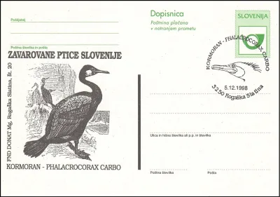 KORMORAN - PHALACROCORAX CARBO